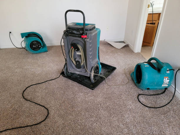 Best Mold removal after water damage  in Elmore, OH